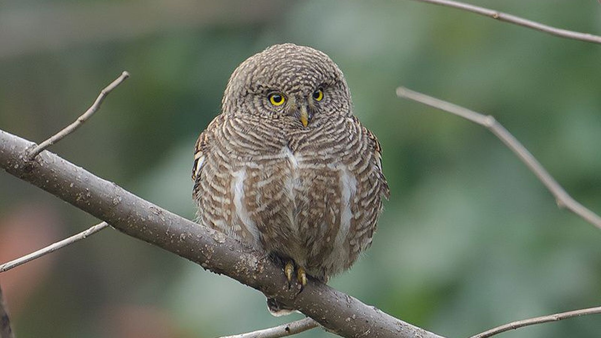 Koekoeksdwerguil - Glaucidium cuculoides