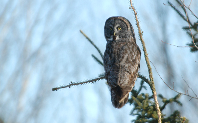 Laplanduil - Strix Nebulosa