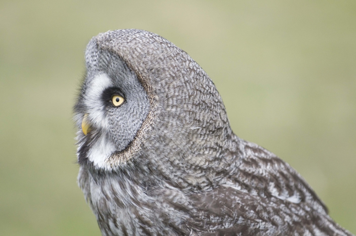 Laplanduil - Strix Nebulosa