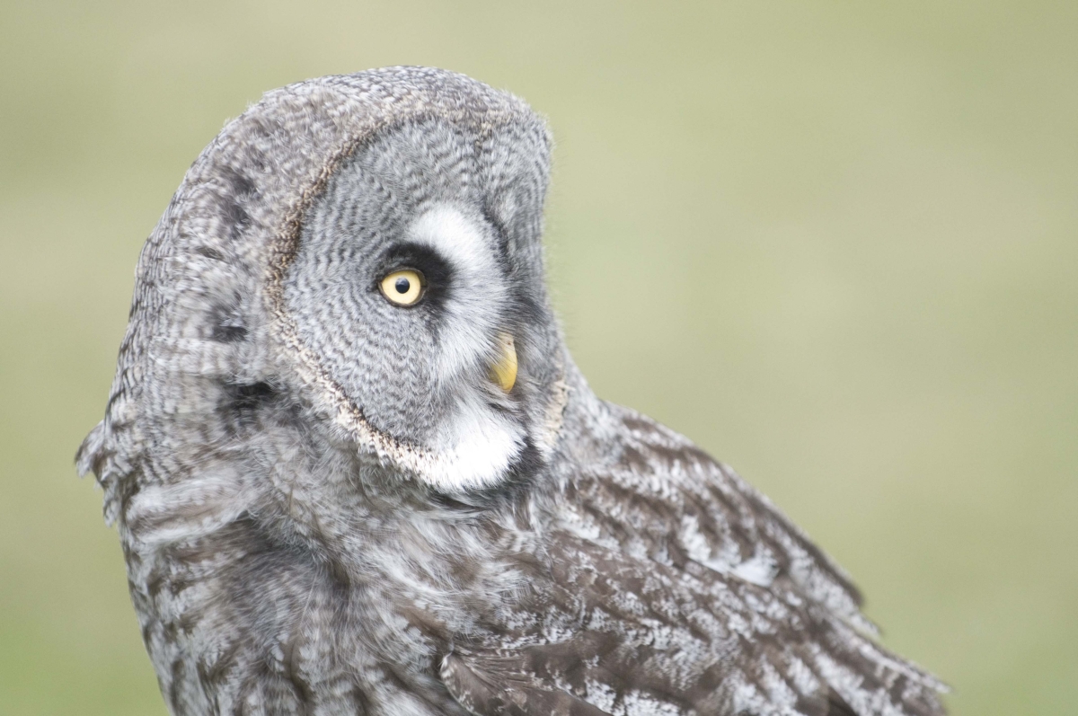 Laplanduil - Strix Nebulosa