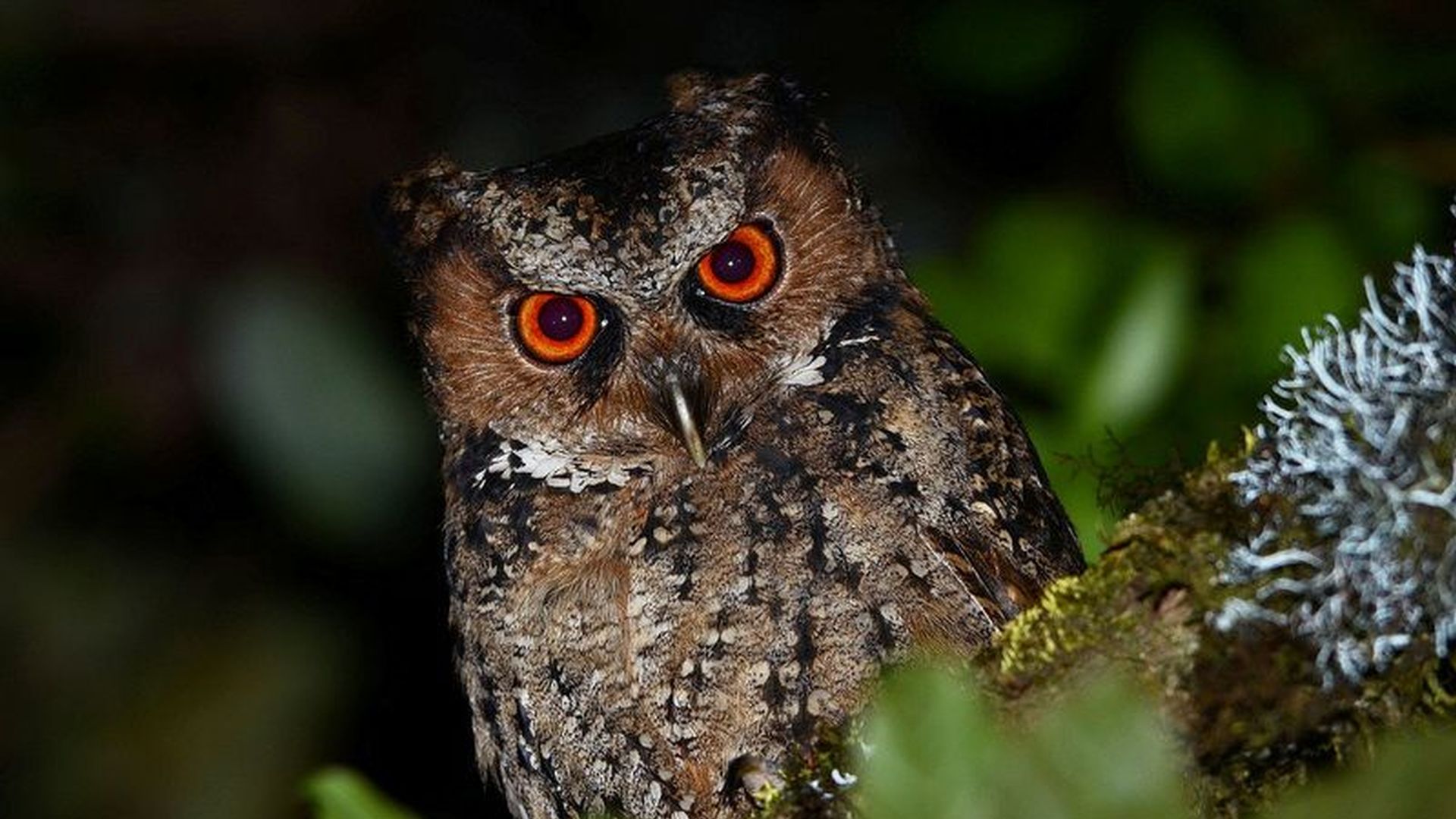 Luzon-dwergooruil - Otus longicornis