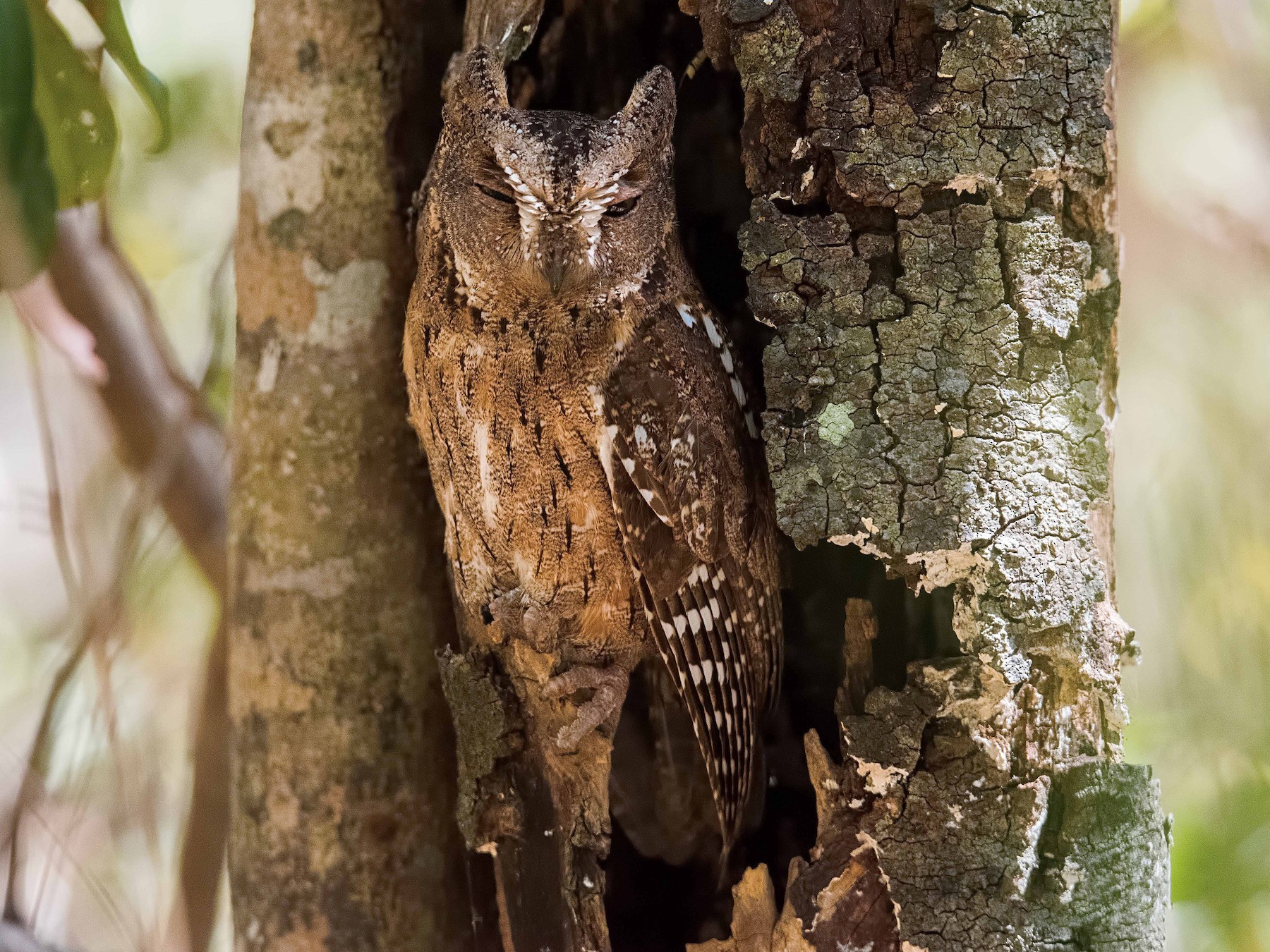 Madagaskar dwergooruil - Otus rutilus