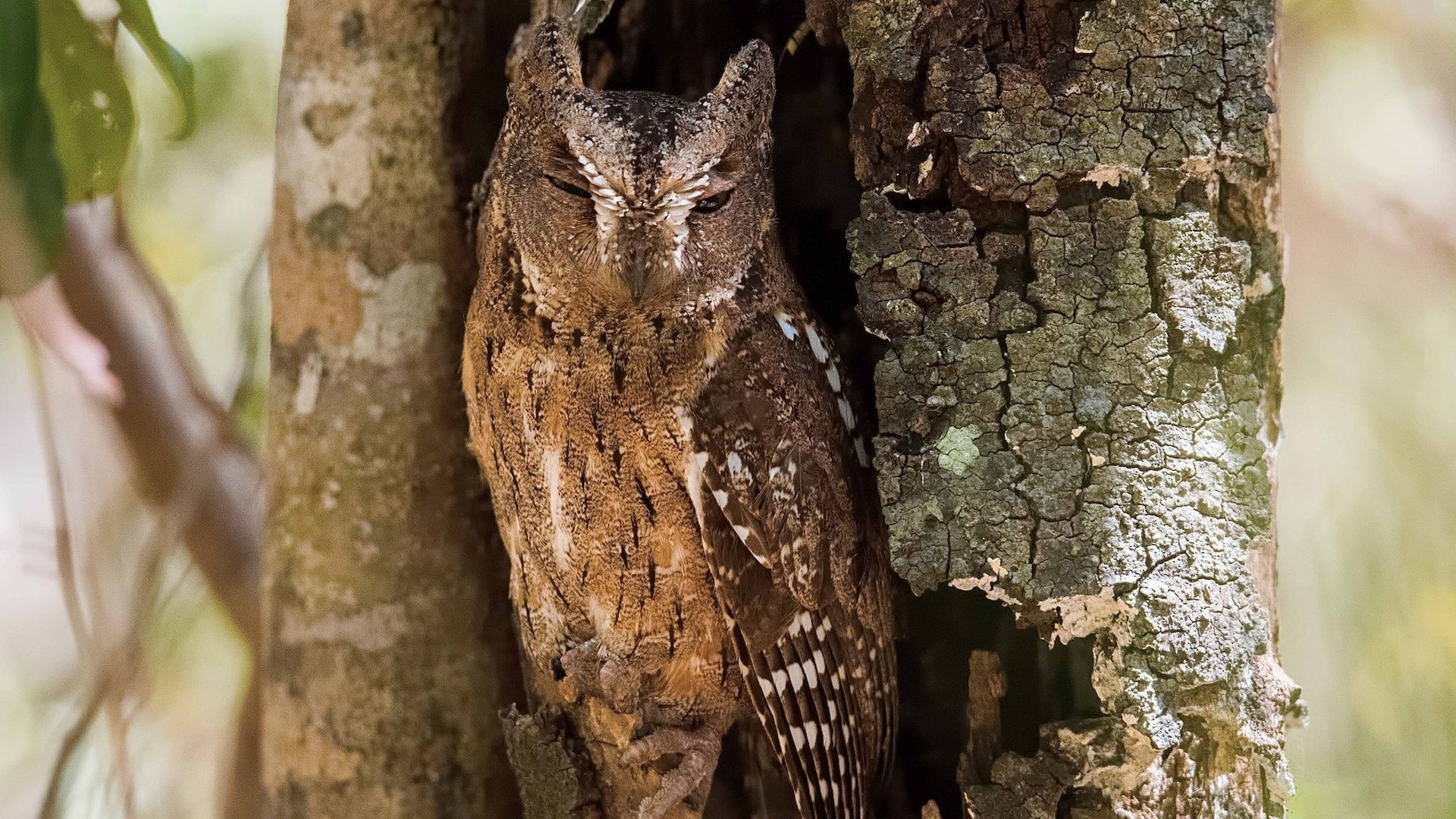 Madagaskar dwergooruil - Otus rutilus