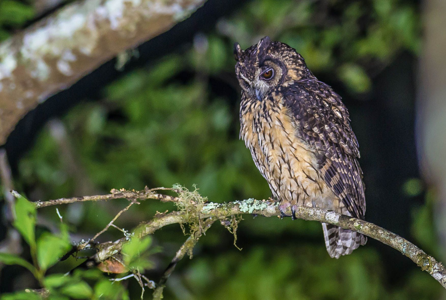 Madagaskar ransuil - Asio madagascariensis