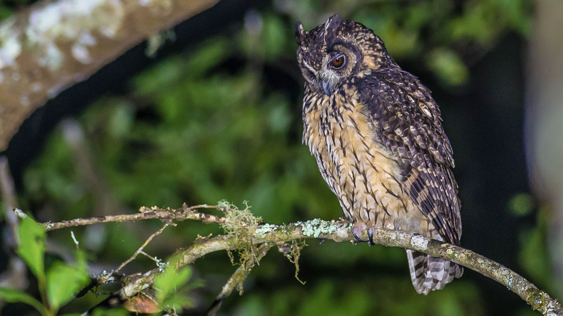 Madagaskar ransuil - Asio madagascariensis