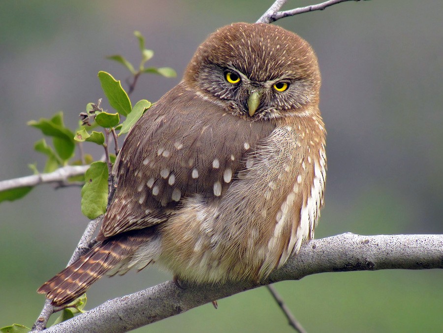 Magelhaendwerguil - Glaucidium nana