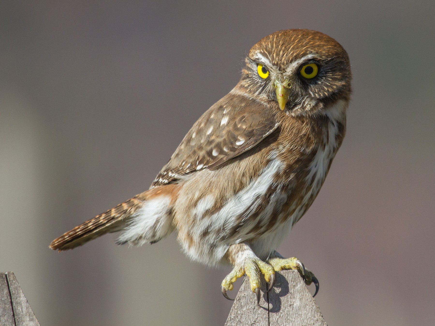 Magelhaendwerguil - Glaucidium nana