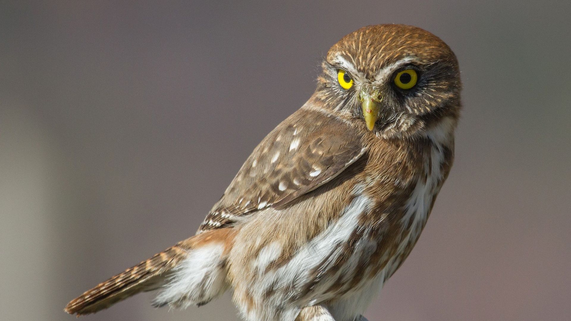 Magelhaendwerguil - Glaucidium nana