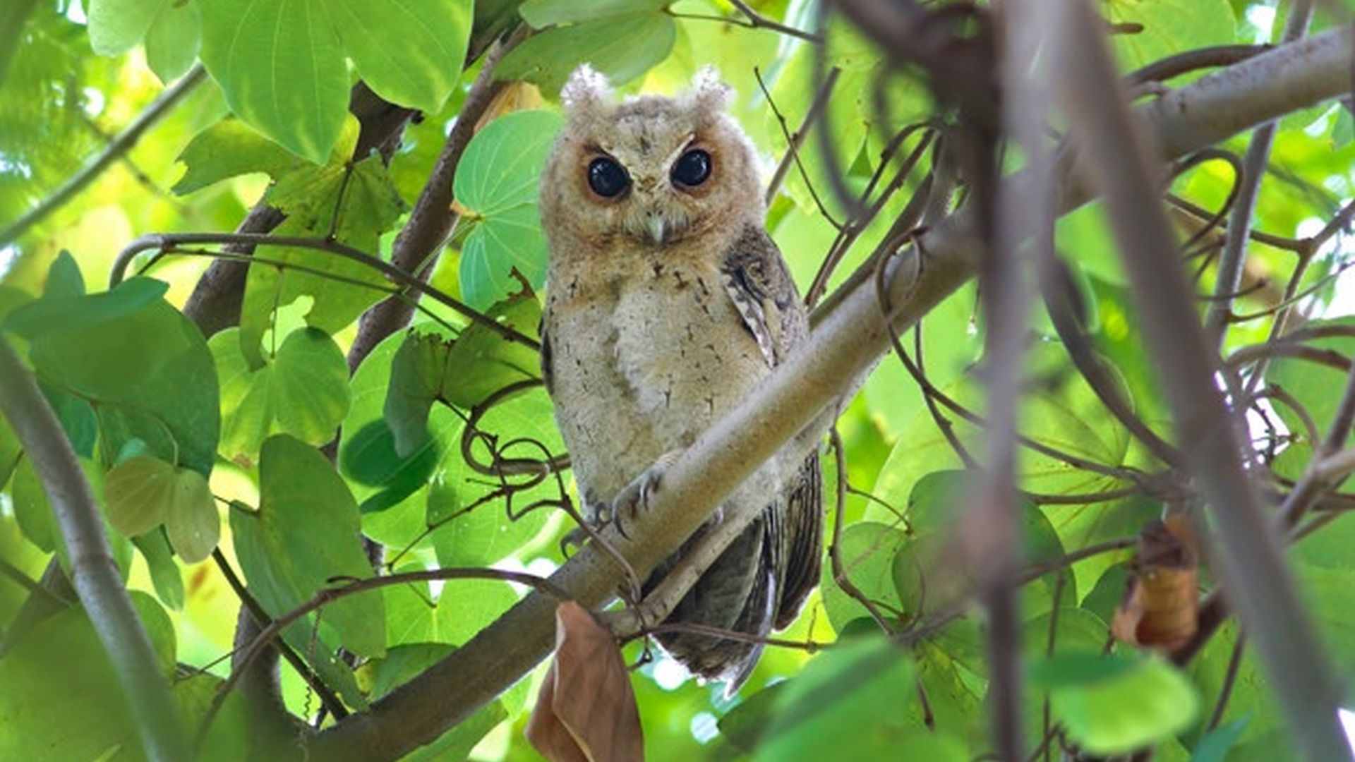 Maleise dwergooruil - Otus sagittatus