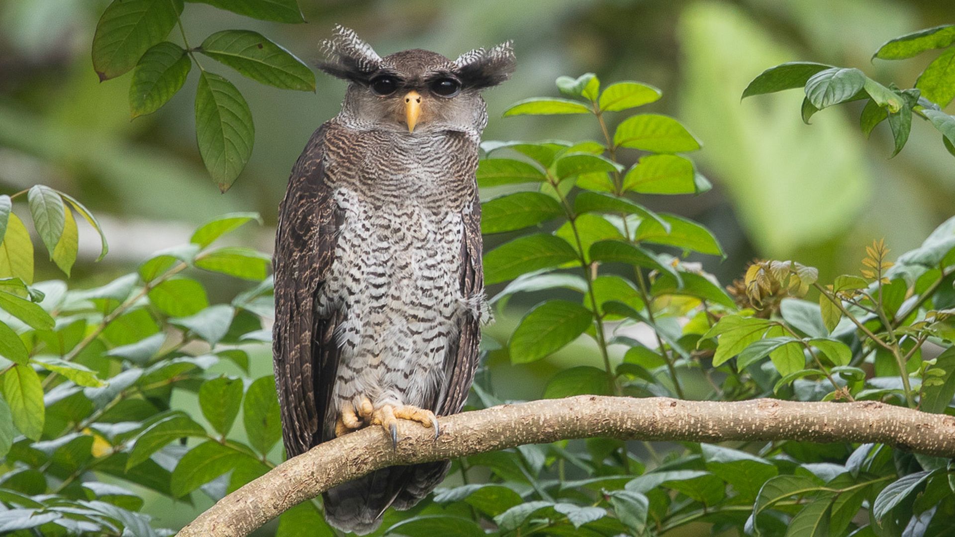 Maleise oehoe - Bubo sumatranus