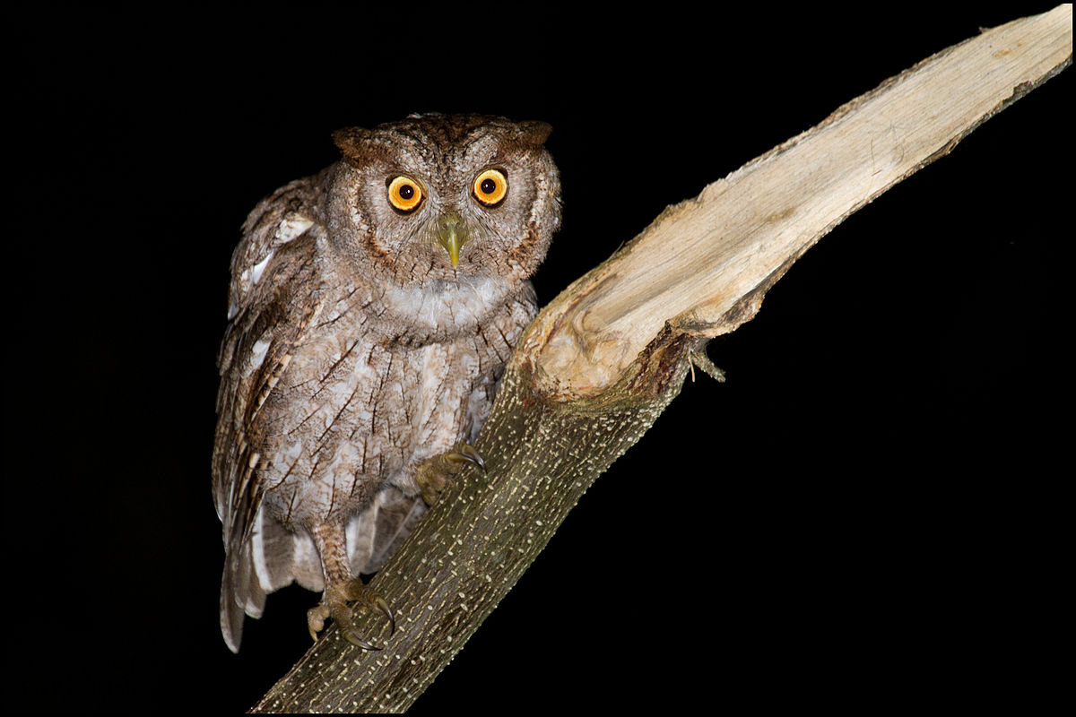 Mangrove schreeuwuil - Megascops cooperi