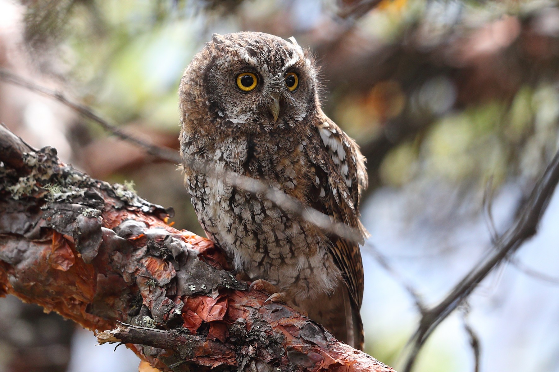 Maria Koepckes schreeuwuil - Megascops koepckeae