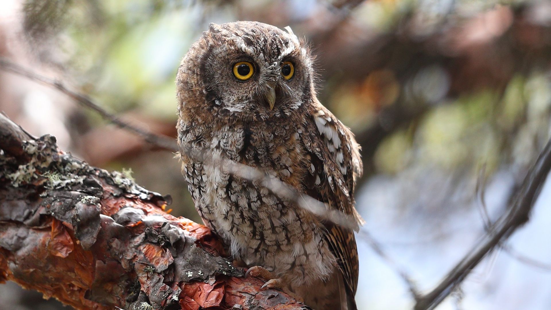 Maria Koepckes schreeuwuil - Megascops koepckeae