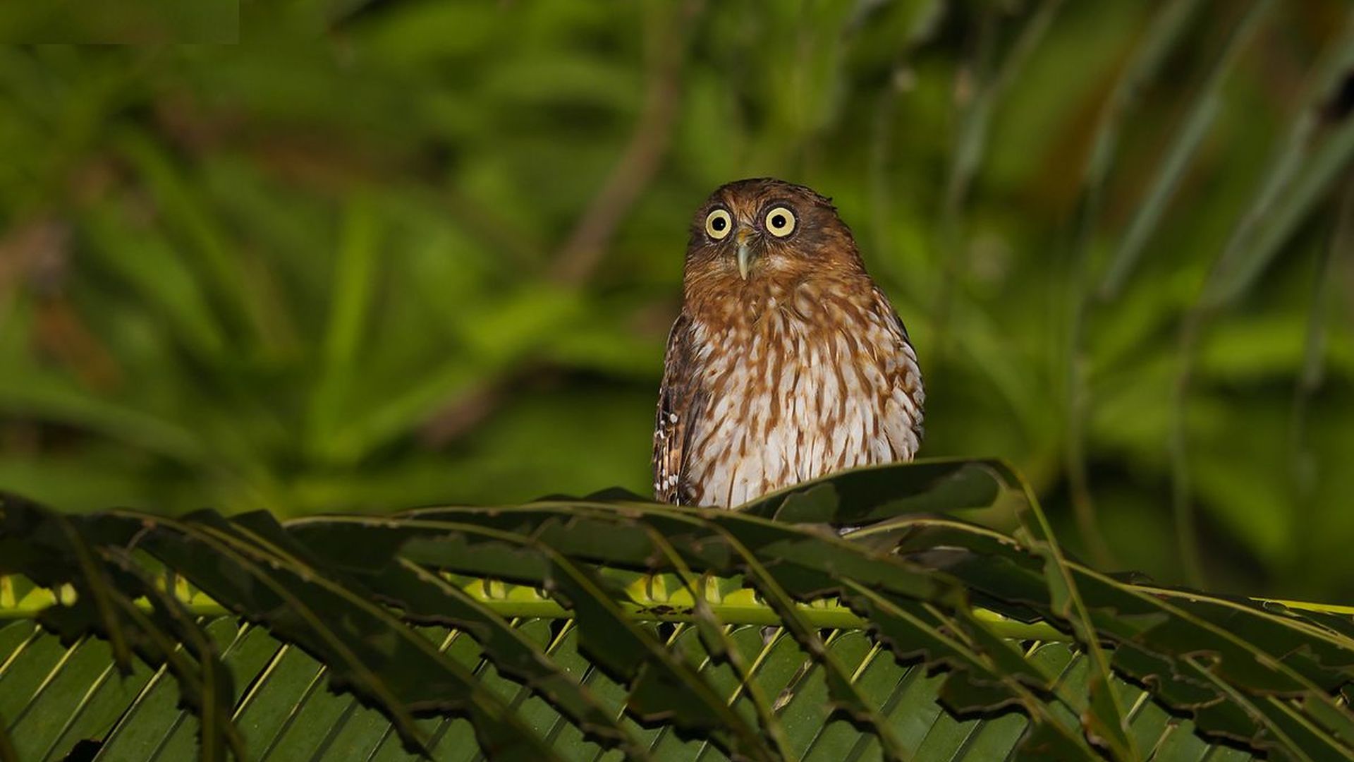 Meeks valkuil - Ninox meeki