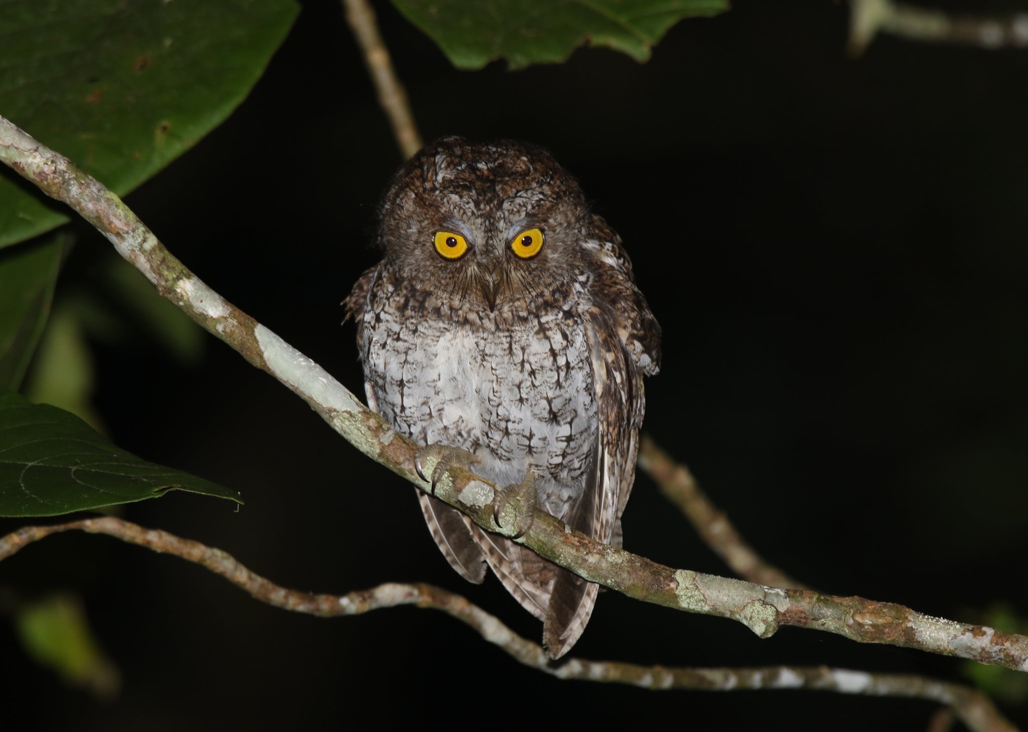 Mindanao-dwergooruil - Otus mirus