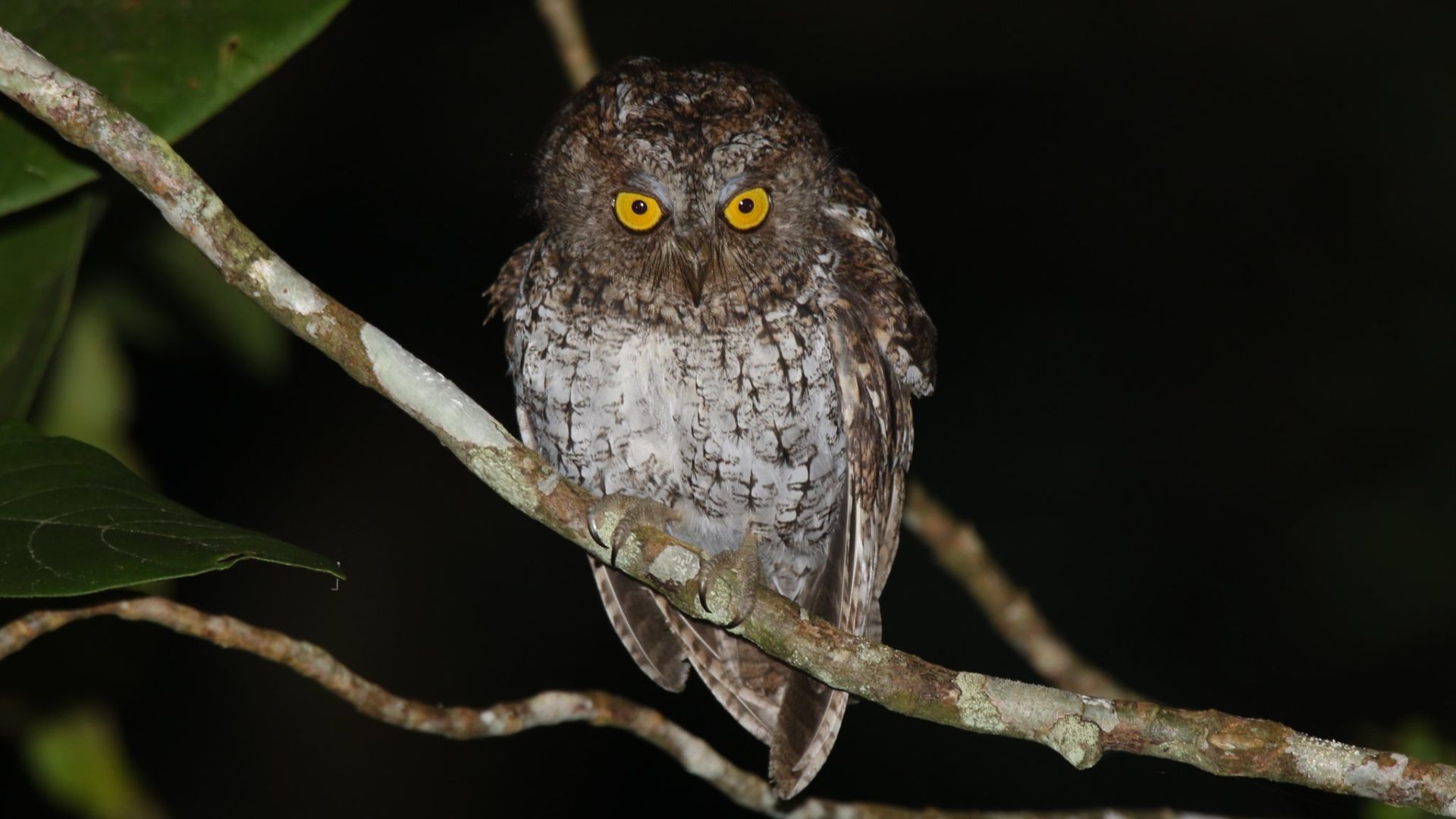 Mindanao-dwergooruil - Otus mirus