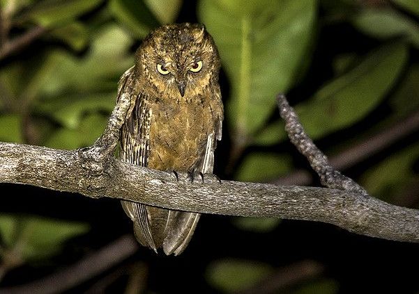 Mindoro-dwergooruil - Otus mindorensis