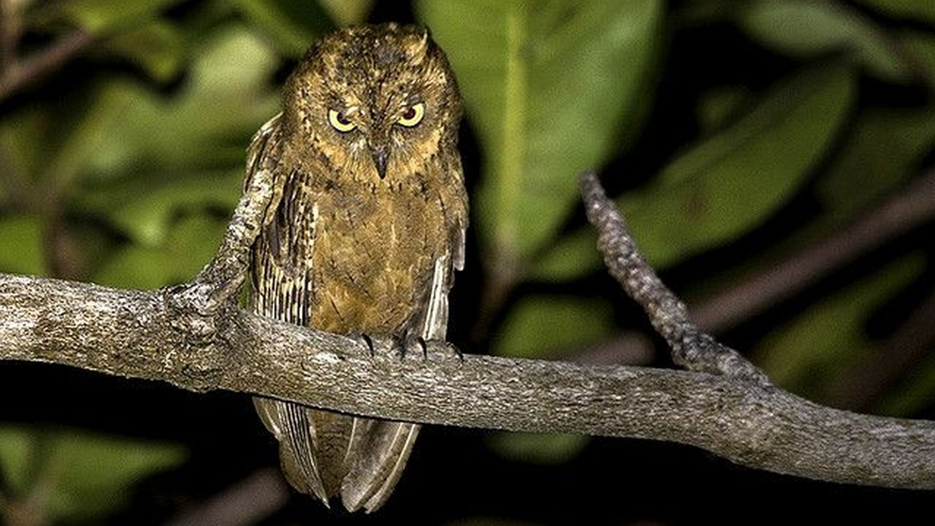 Mindoro-dwergooruil - Otus mindorensis