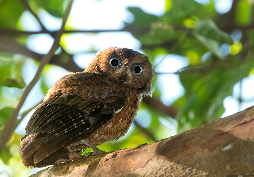 Mohéli dwergooruil - Otus moheliensis