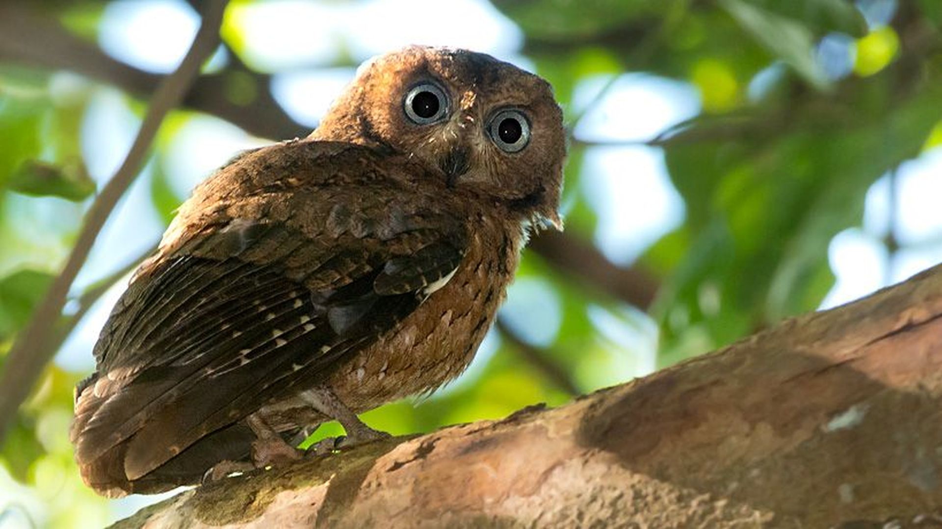Mohéli dwergooruil - Otus moheliensis