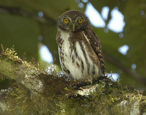 Nevelwoud dwerguil - Glaucidium nubicola