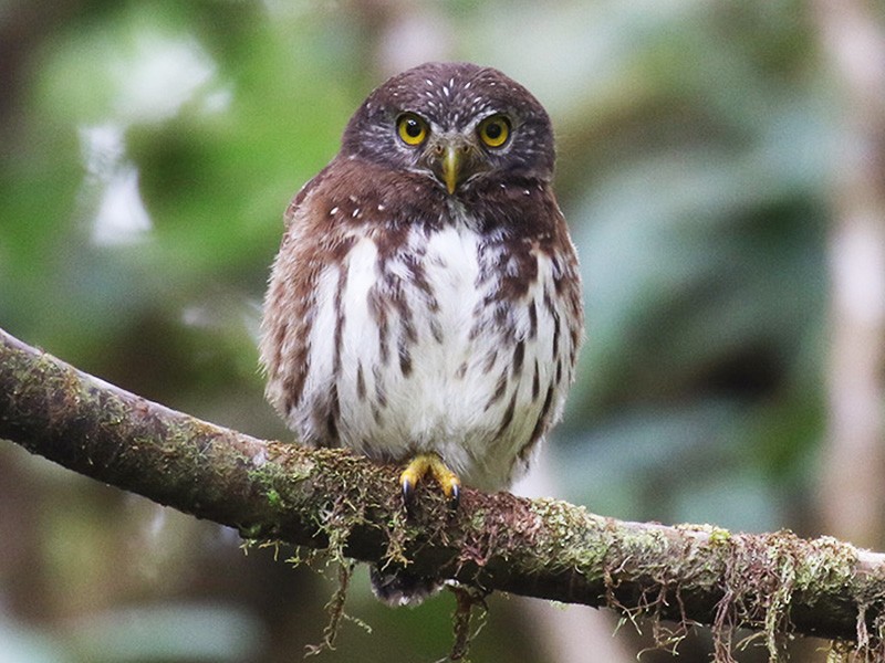 Nevelwoud dwerguil - Glaucidium nubicola