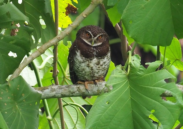 Nieuw-Brittannië valkuil - Ninox odiosa