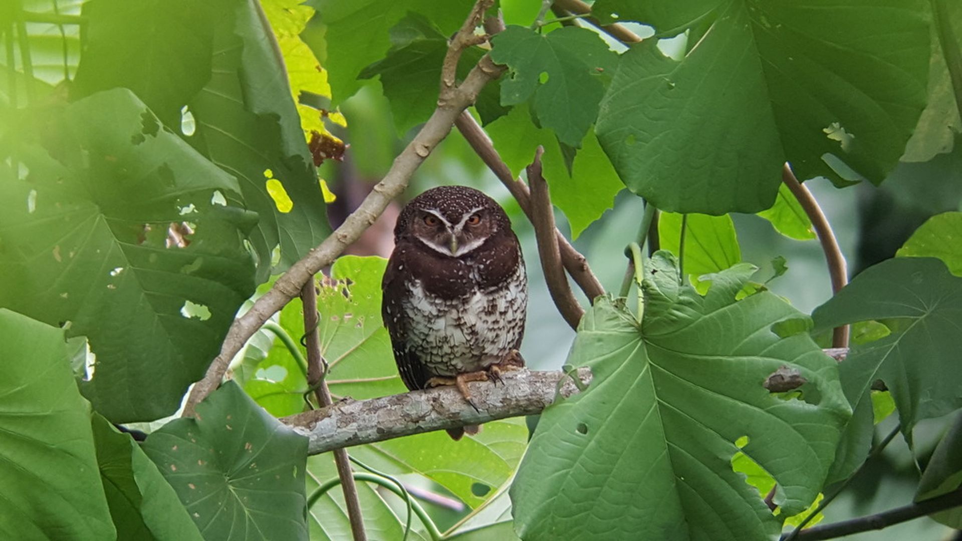 Nieuw-Brittannië valkuil - Ninox odiosa