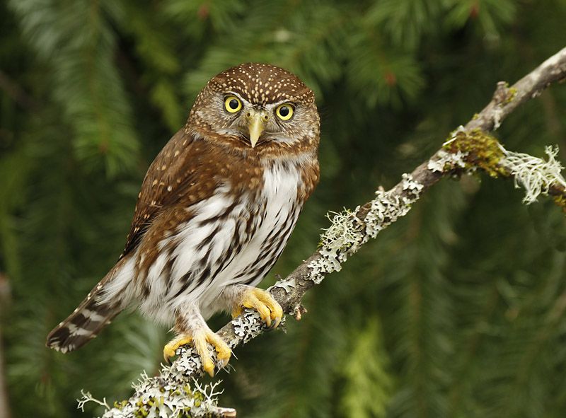 Noordelijke dwerguil - Glaucidium californicum