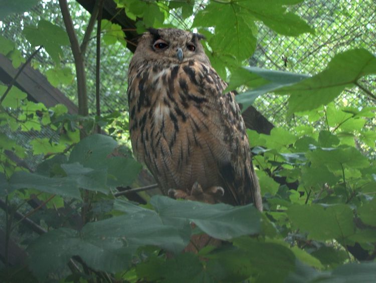 Oehoe - Bubo bubo