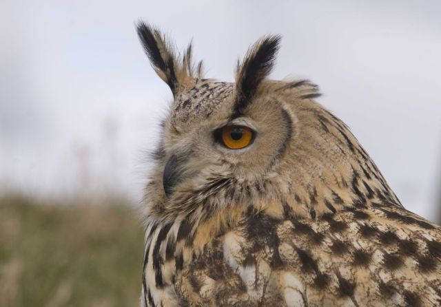 Oehoe - Bubo bubo