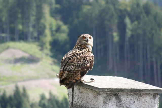 Oehoe - Bubo bubo