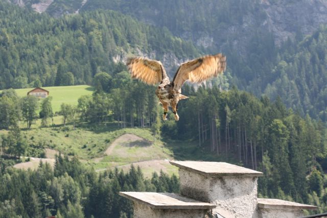 Oehoe - Bubo bubo