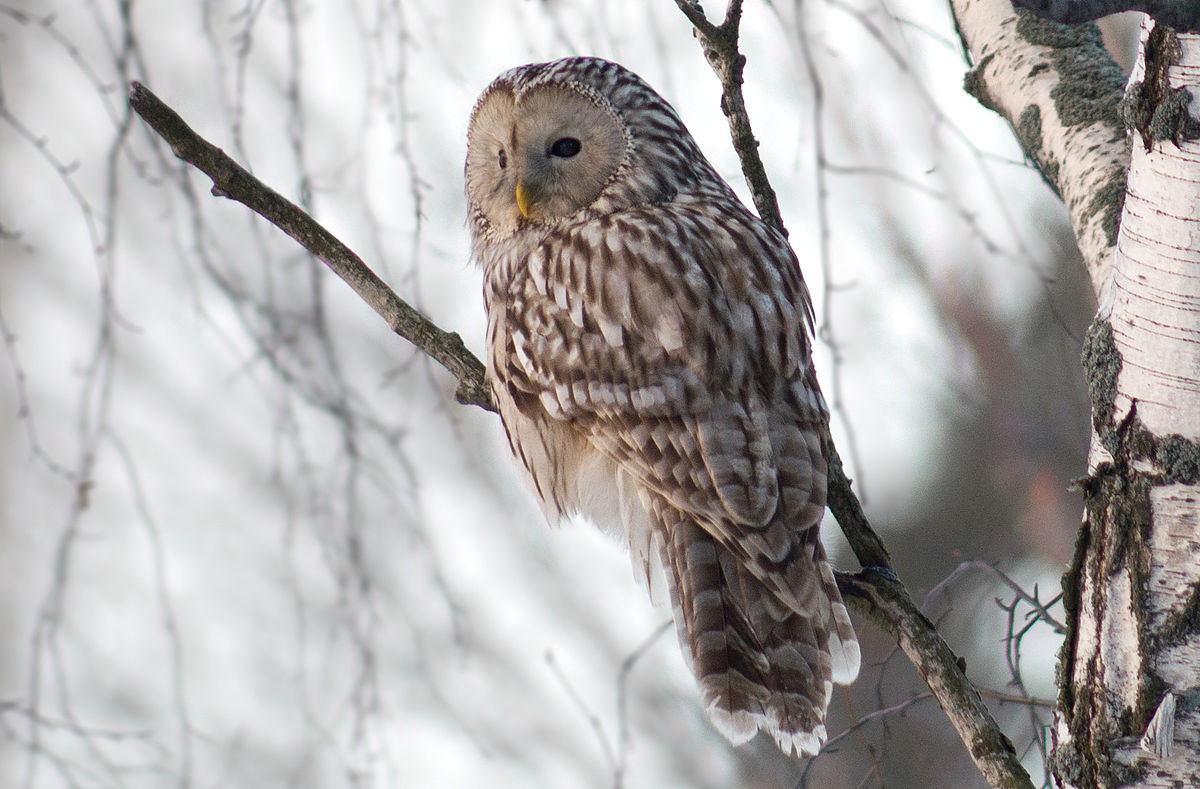 Oeraluil - Strix uralensis