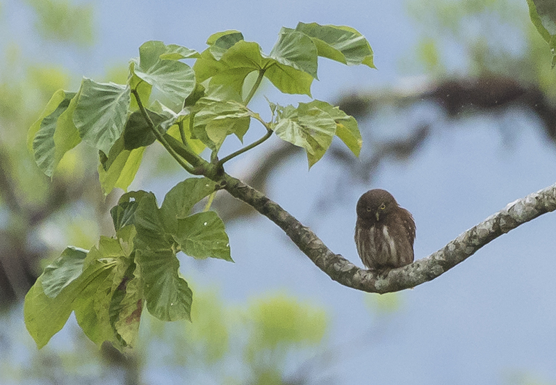 Parkers Dwerguil - Glaucidium parkeri