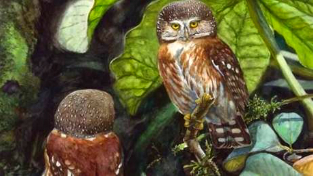 Pernambuco dwerguil - Glaucidium mooreorum