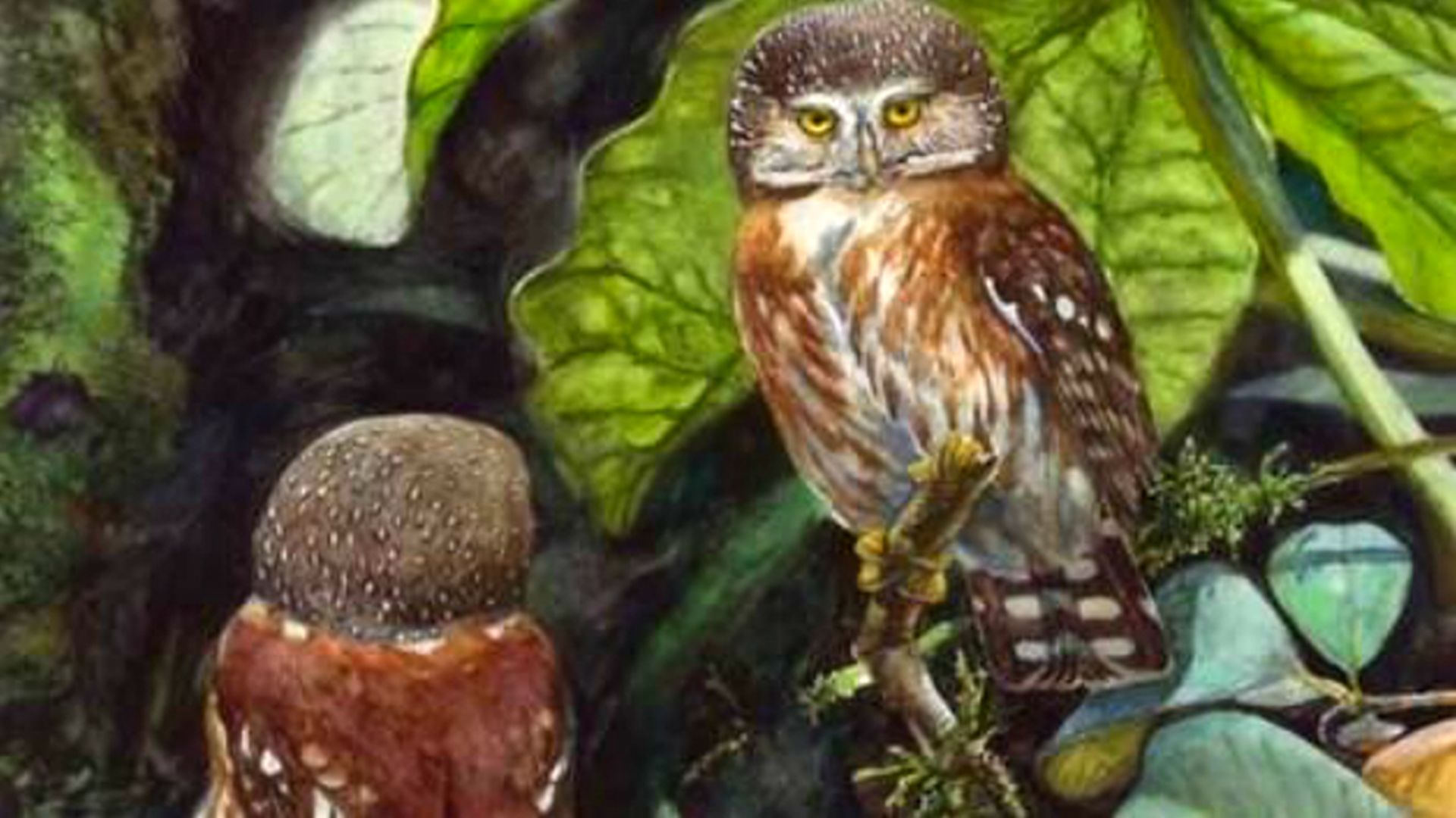 Pernambuco dwerguil - Glaucidium mooreorum