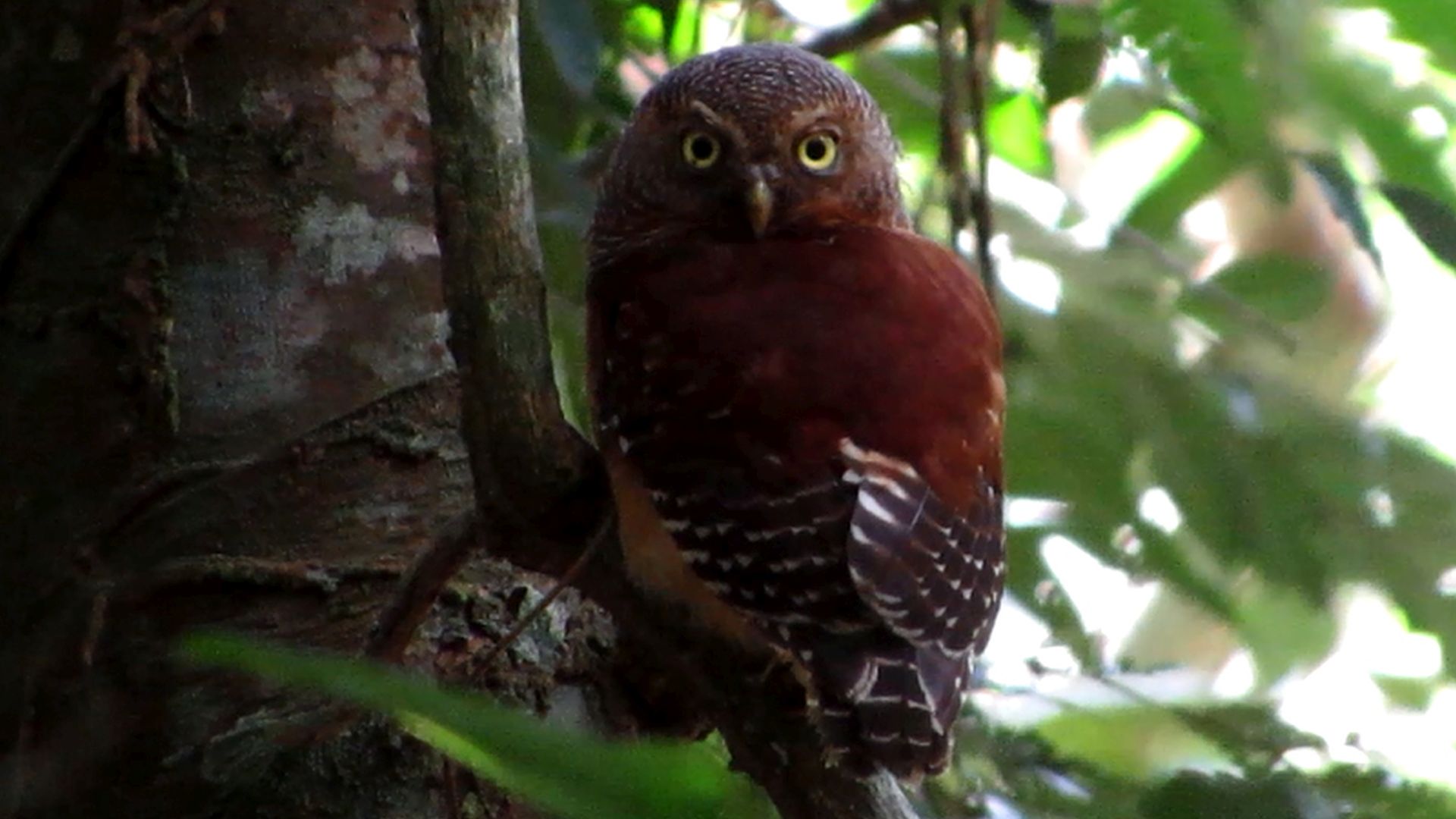 Prigogines dwerguil - Glaucidium albertinum