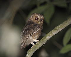 Radjah-dwergooruil - Otus brookii