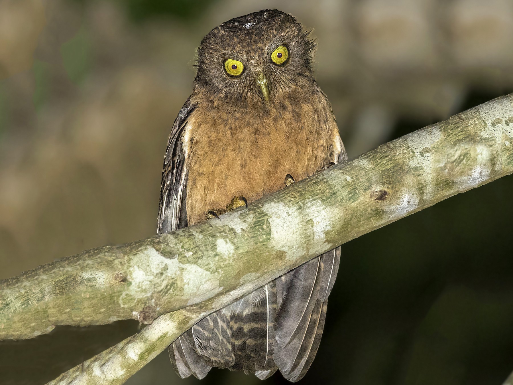 Romblonvalkuil - Ninox spilonotus