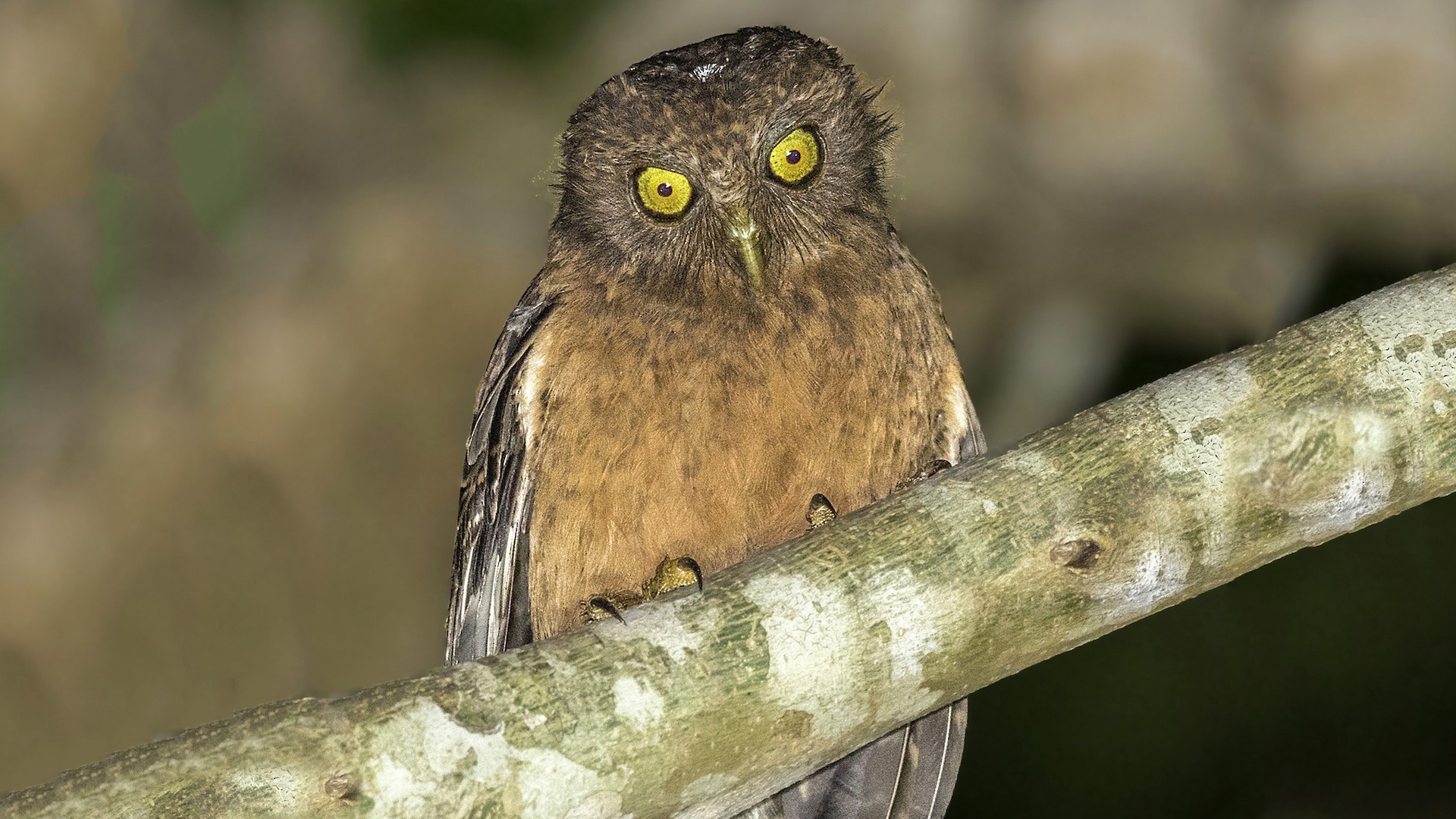 Romblonvalkuil - Ninox spilonotus