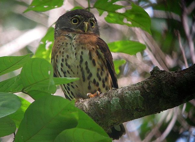 Roodborstdwerguil - Glaucidium tephronotum