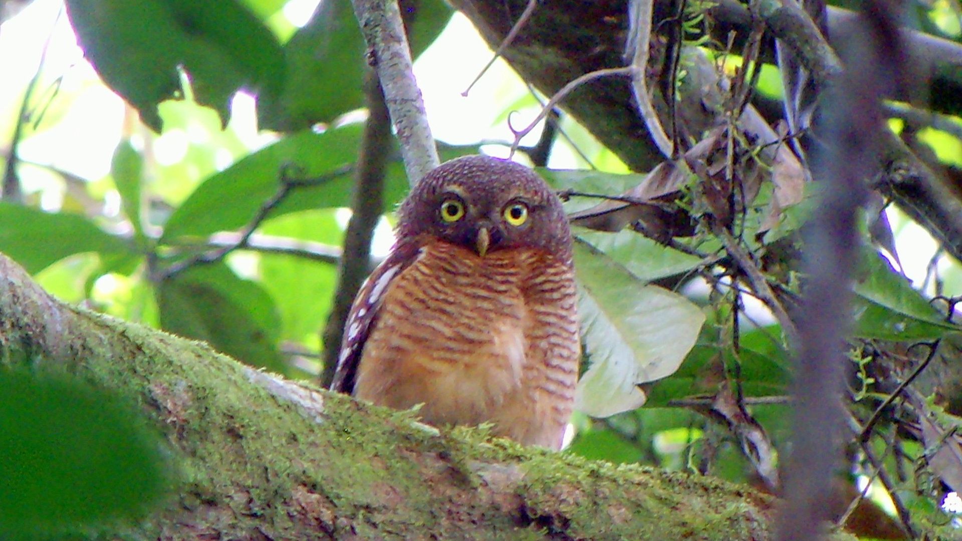 Roodborstdwerguil - Glaucidium tephronotum