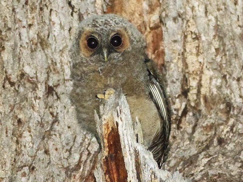 Roodpootbosuil - Strix rufipes