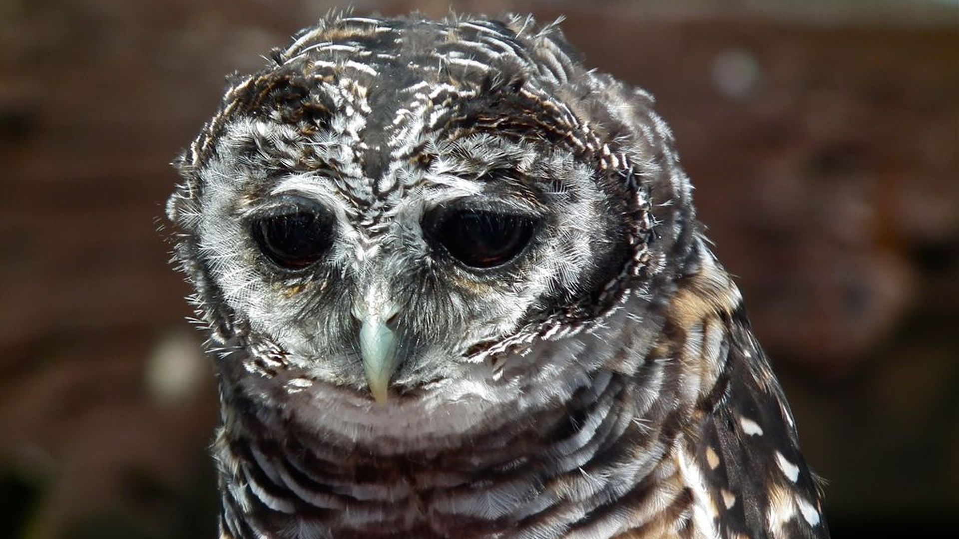 Roodpootbosuil - Strix rufipes