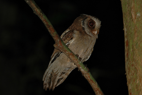 Rosse dwergooruil - Otus rufescens