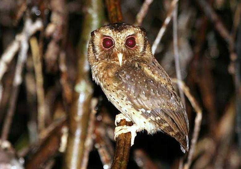 Rosse dwergooruil - Otus rufescens