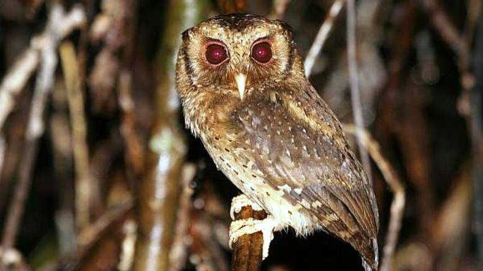 Rosse dwergooruil - Otus rufescens