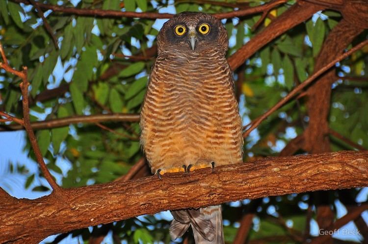 Rosse valkuil - Ninox rufa