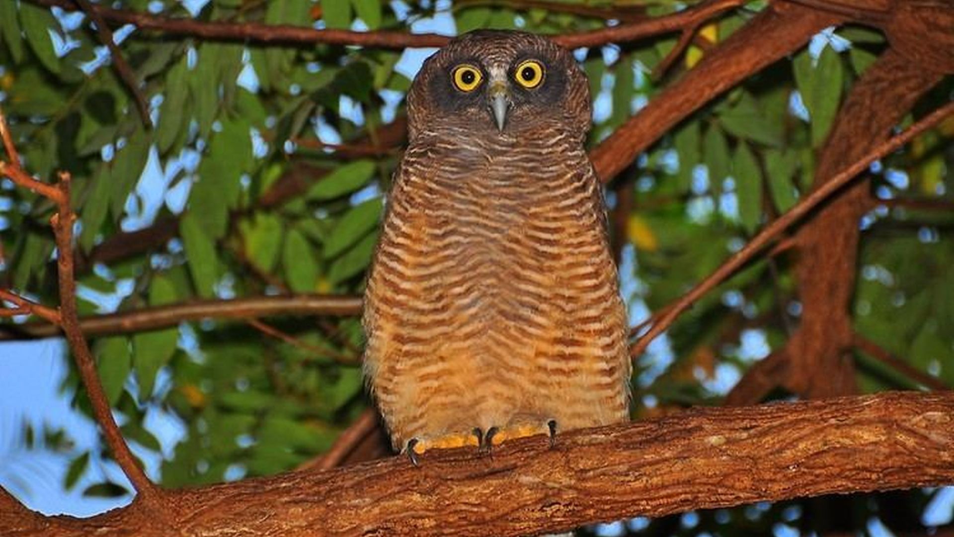 Rosse valkuil - Ninox rufa